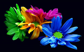 Картинка flowers colorful цветы хризантемы цвета