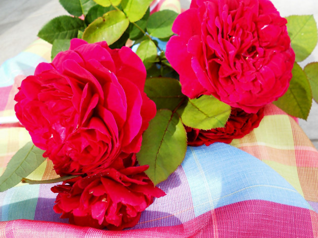 Обои картинки фото цветы, розы, розовый, яркий
