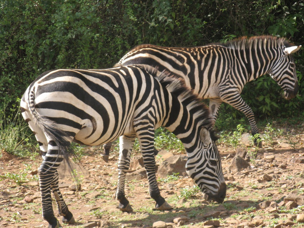 Обои картинки фото животные, зебры