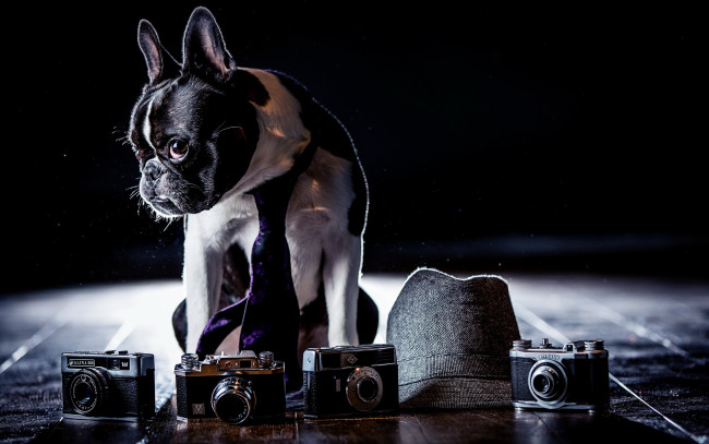 Обои картинки фото животные, собаки, бульдог, фотоаппараты, шляпа