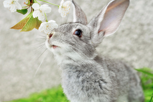 Обои картинки фото животные, кролики, зайцы, уши, мордоЧка, кролик, серый, ветка, усы