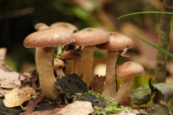 Картинка природа грибы опята