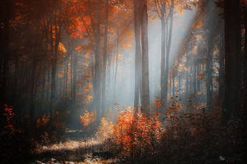 Картинка природа лес осень свет деревья кусты