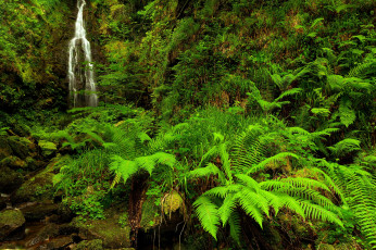 Картинка природа лес папоротник зелень