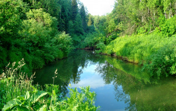 Картинка природа реки озера лето заросли кустарник река лес