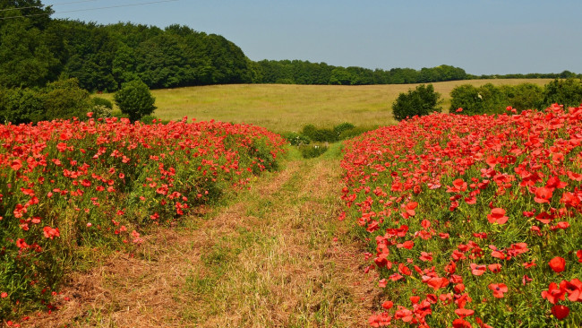 Обои картинки фото newton, england, природа, поля, деревья, луг, цветы, маки, колея, англия, ньютон