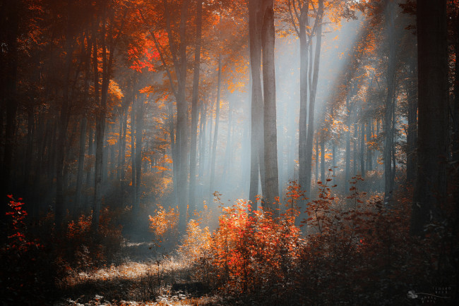 Обои картинки фото природа, лес, осень, свет, деревья, кусты