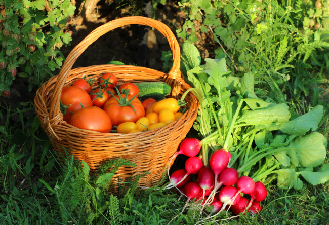 Обои картинки фото еда, овощи, редис, помидоры, огурцы