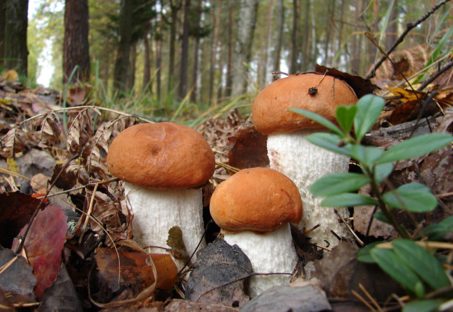 Обои картинки фото природа, грибы, боровики, трио
