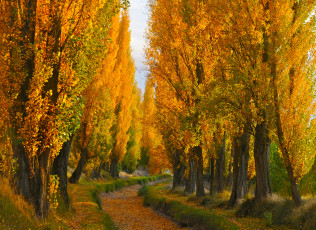 Картинка природа дороги осень тополя золото