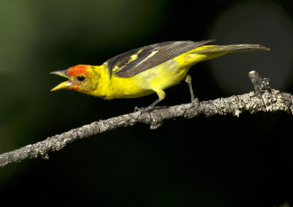 Картинка животные птицы птица жёлтая веточка