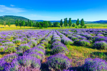Картинка природа поля лаванда деревья nature поле trees lavender field