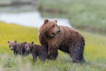 Картинка животные медведи семья