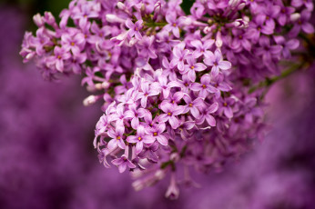 Картинка цветы сирень фиолетовая