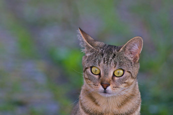 Картинка животные коты кот коте взгляд полосатый