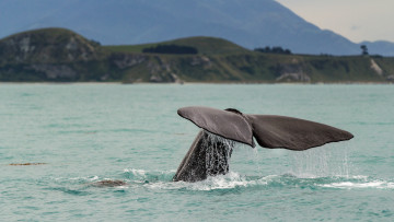 Картинка животные киты +кашалоты брызги мокрый хвост море капли вода кит берег