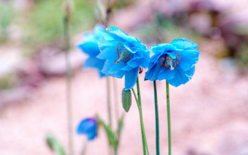 Картинка цветы маки голубые meconopsis гималайский голубой мак меконопсис