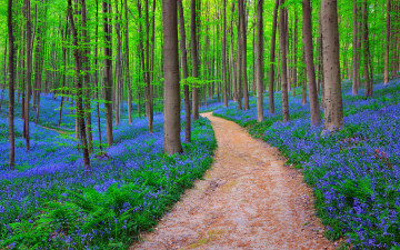 Картинка природа дороги лес бельгия