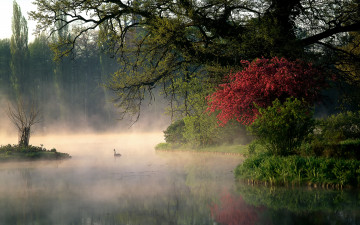 Картинка природа реки озера лебеди кусты пар река утро деревья парк германия