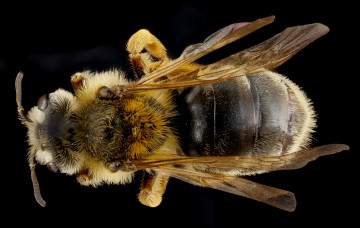 Картинка животные пчелы +осы +шмели макросъемка насекомое