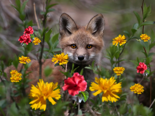 Обои картинки фото животные, лисы, лисёнок, взгляд, цветы, зверёк