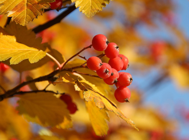 Обои картинки фото природа, Ягоды,  рябина, ветки, осень, ягоды, листья, дерево