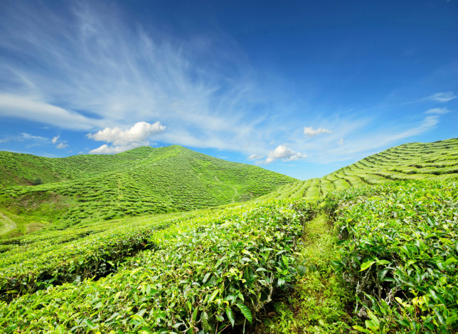 Обои картинки фото Чайная плантация, природа, поля, небо, плантация, чай