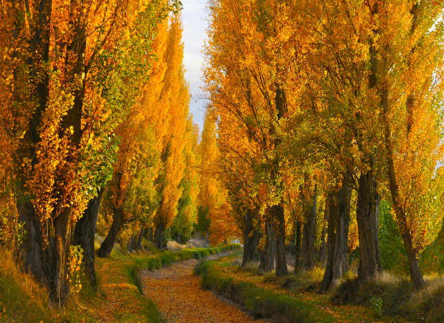 Обои картинки фото природа, дороги, осень, тополя, золото