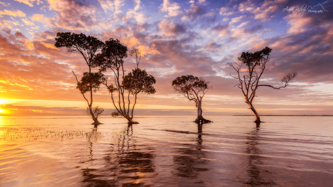 Обои картинки фото природа, реки, озера, австралия, утро, небо, деревья, вода