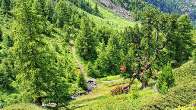 Обои картинки фото швейцария церматт, природа, дороги, лес, швейцария, церматт, горы, дорога, пейзаж