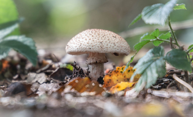 Обои картинки фото природа, грибы, грибок, осень, листья