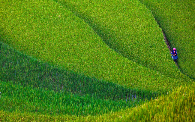 Обои картинки фото природа, поля, женщина, поле, север, провинция, йенбай, вьетнам