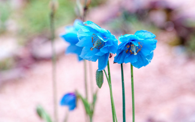 Обои картинки фото цветы, маки, голубые, meconopsis, гималайский, голубой, мак, меконопсис