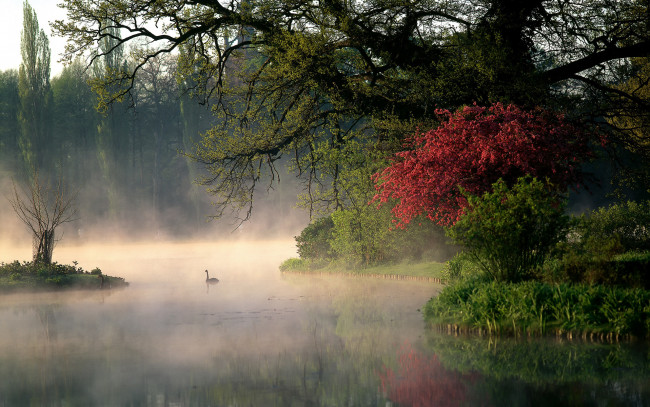 Обои картинки фото природа, реки, озера, лебеди, кусты, пар, река, утро, деревья, парк, германия