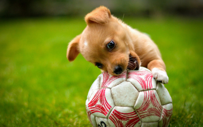 Обои картинки фото животные, собаки, лужайка, собака, щенок, рыжий, мяч, игра