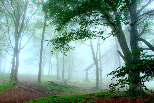 Обои картинки фото природа, лес, молочный, свет, дымка, белый, деревья, трава, зелень