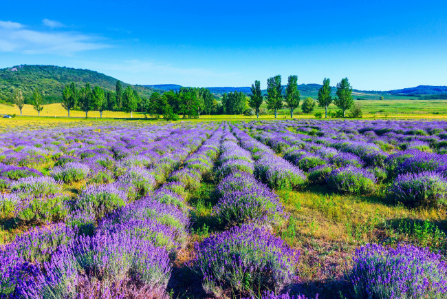 Обои картинки фото природа, поля, лаванда, деревья, nature, поле, trees, lavender, field