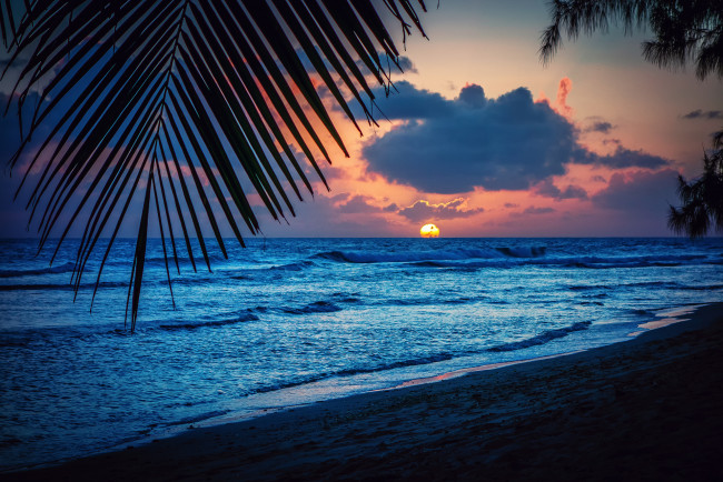 Обои картинки фото природа, восходы, закаты, пальмы, вечер, силуэт, лист, карибское, море, барбадос, солнце, закат, пляж