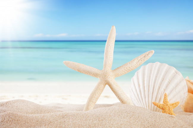 Обои картинки фото разное, ракушки,  кораллы,  декоративные и spa-камни, seashells, starfishes, beach, sea, sunshine, summer, sand, sky, звезды, пляж, море, солнце, песок