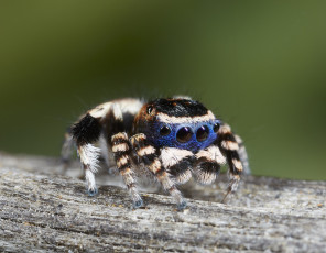 Картинка животные пауки джампер лапки паук