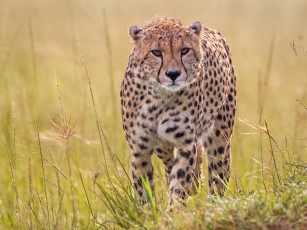 Картинка животные гепарды трава хищник дикая кошка гепард