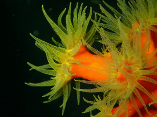 Картинка животные морская+фауна щюпальца актиния