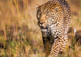 Картинка животные леопарды хищник леопард красавец дикая кошка