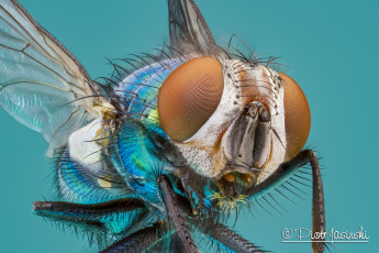 Картинка животные насекомые макро муха фон
