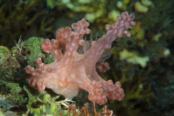 обоя ceratosoma alleni, животные, морская фауна, ceratosoma, alleni