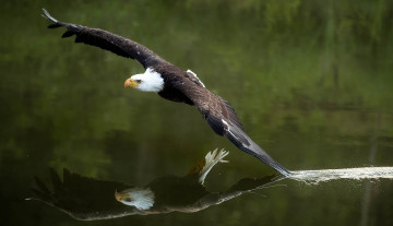 Картинка животные птицы+-+хищники озеро орёл