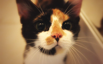 Картинка животные коты кошки мордочка смотрит