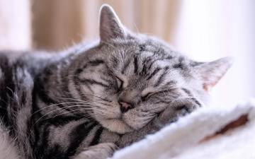 Картинка животные коты спящий кот отдых сон