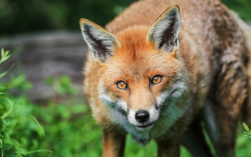 Картинка животные лисы портрет лиса морда лисица хищник
