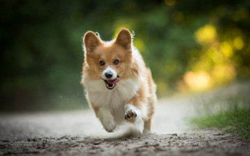 Картинка животные собаки настроение радость бег прогулка собака вельш-корги